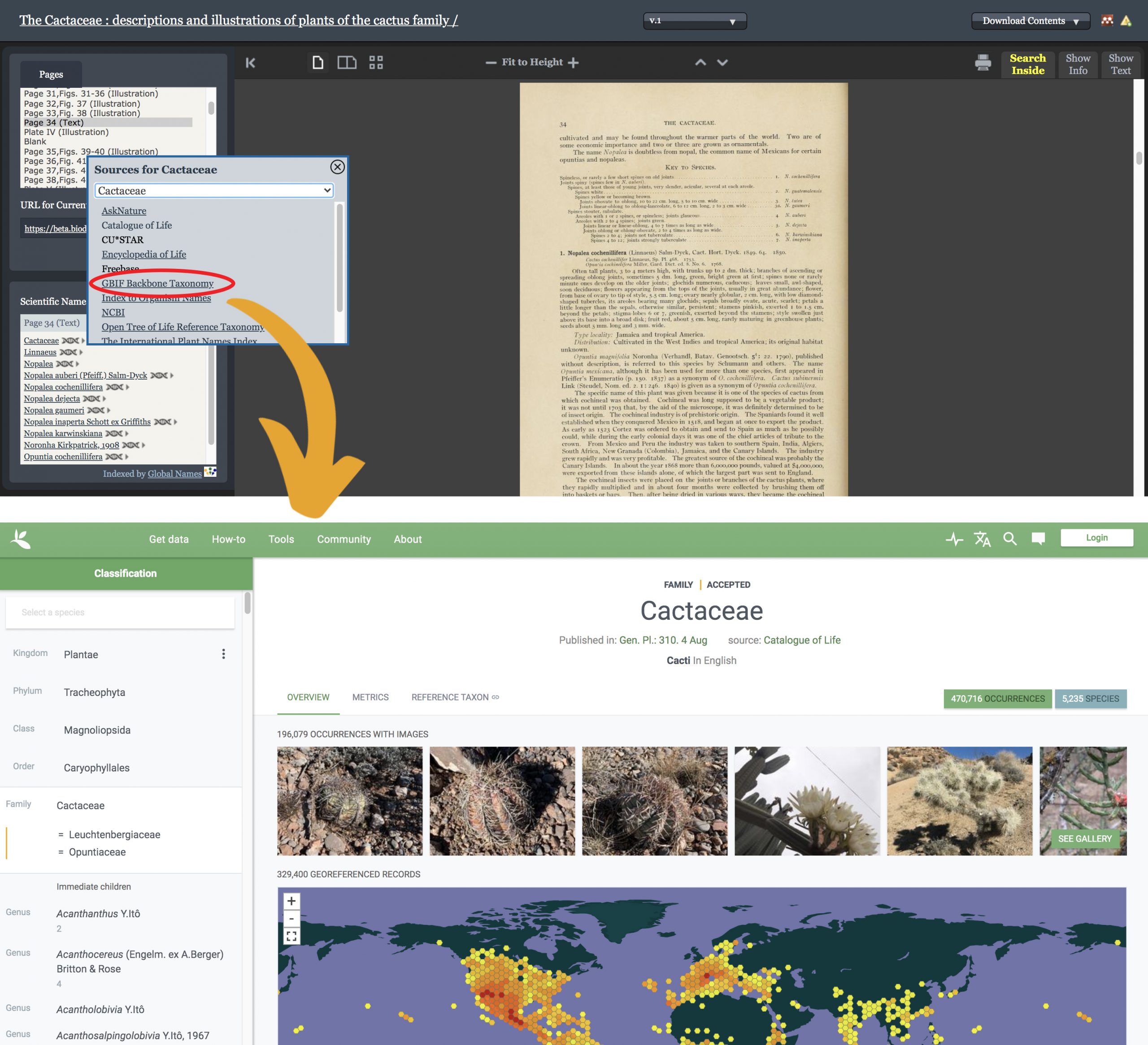 A digital book viewer with a popup box for scientific names displayed. The box is for the name Cactaceae, and the GBIF data source is circled. An arrow points from the GBIF data source to the GBIF interface for the name Cactaceae.