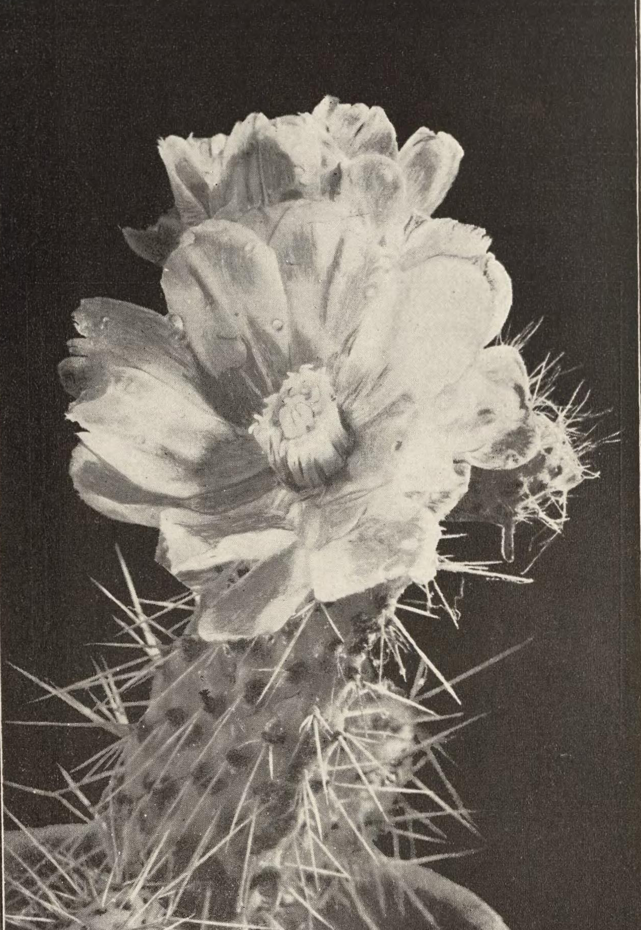 A cactus in bloom.