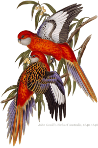 Two macaw birds perching on branch